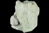 Blastoid (Pentremites) Fossil - Illinois #184102-1
